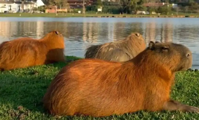 Revocaron una cautelar que protegía a los carpinchos en Nordelta