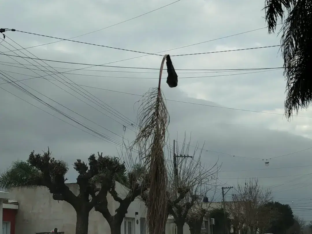 Reclamos por una palmera que "enganchó" cables en calle Libertad