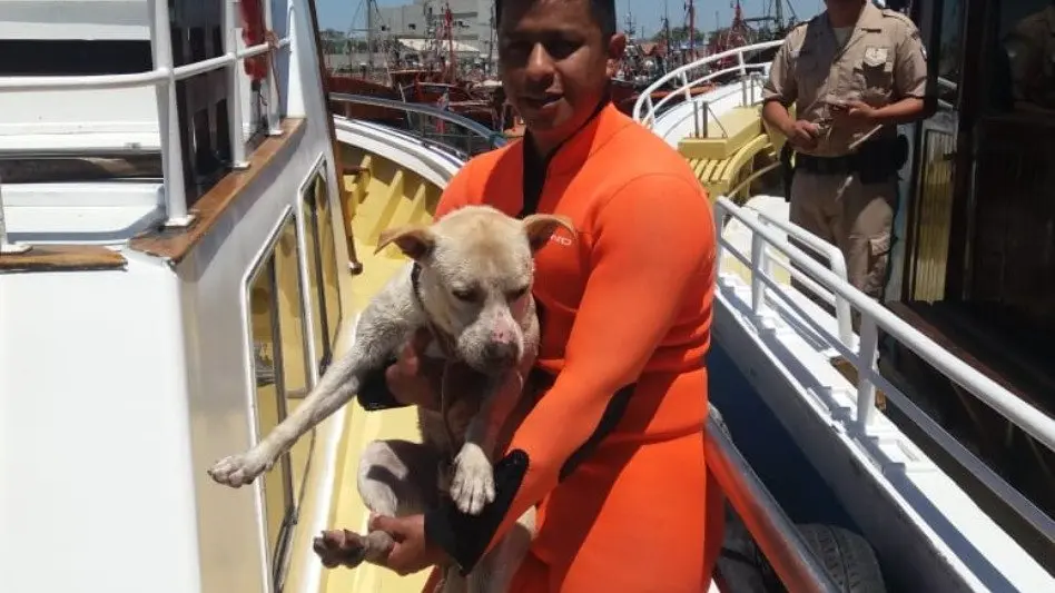 Prefectura rescató a un perro que no podía salir del agua