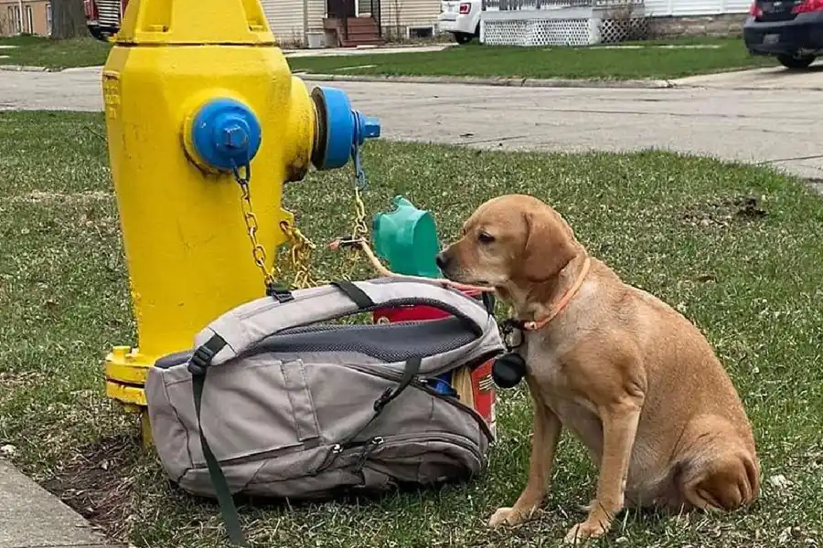 Una mujer abandonó a una perrita con una mochila llena de juguetes y una particular carta