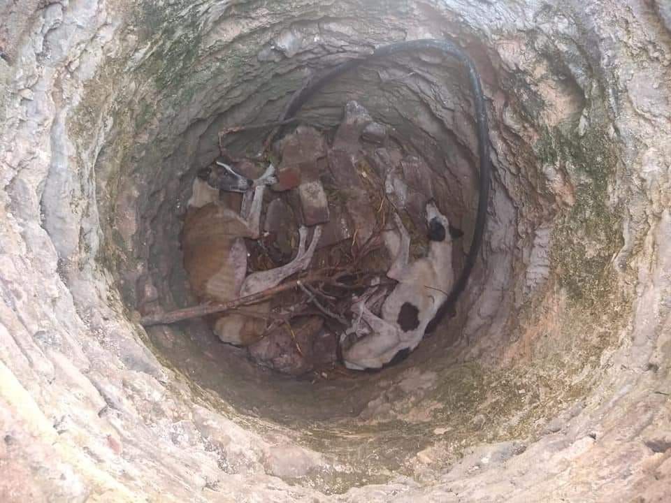 Olavarría: Cruel maltrato a dos galgos que fueron arrojados a un aljibe en desuso