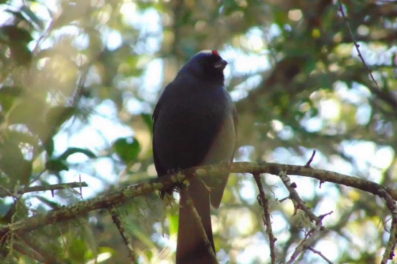 Aves y mamíferos autóctonos de Entre Ríos fueron declarados monumentos naturales