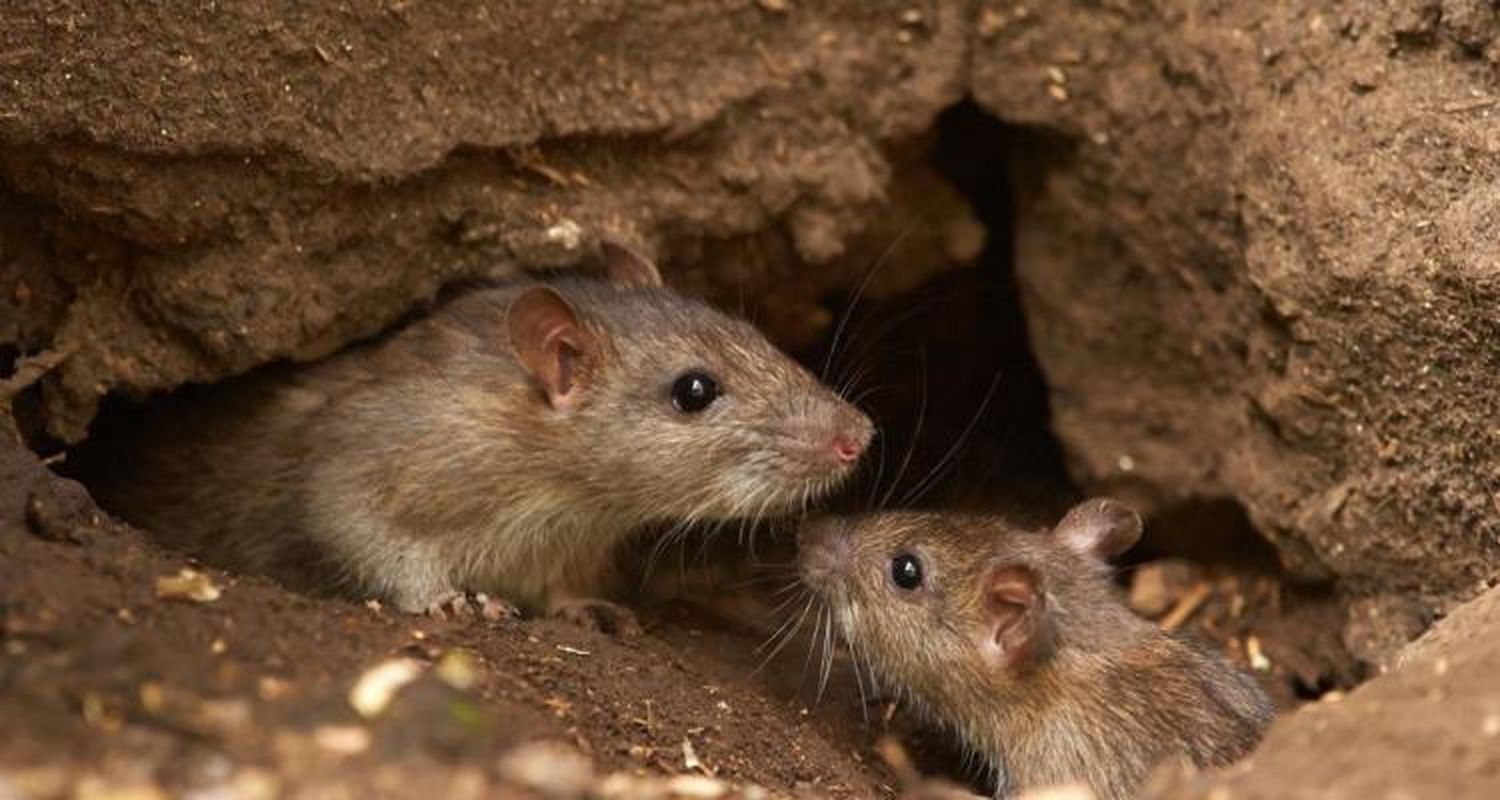 Murió un joven de 20 años y hay sospechas de que sufrió hantavirus
