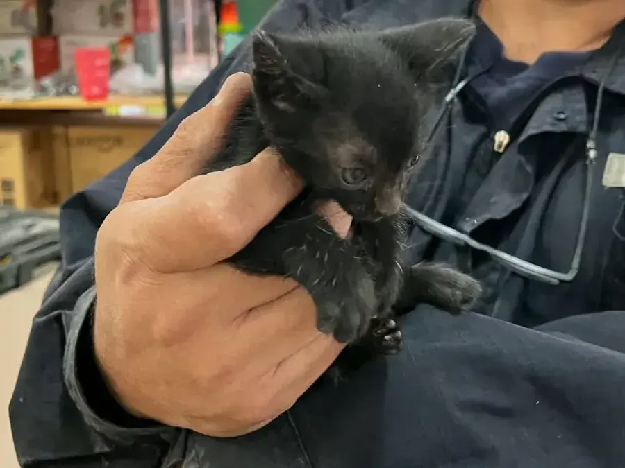 Rescataron a un gatito que había quedado atrapado durante casi tres horas en el cielorraso de un comercio