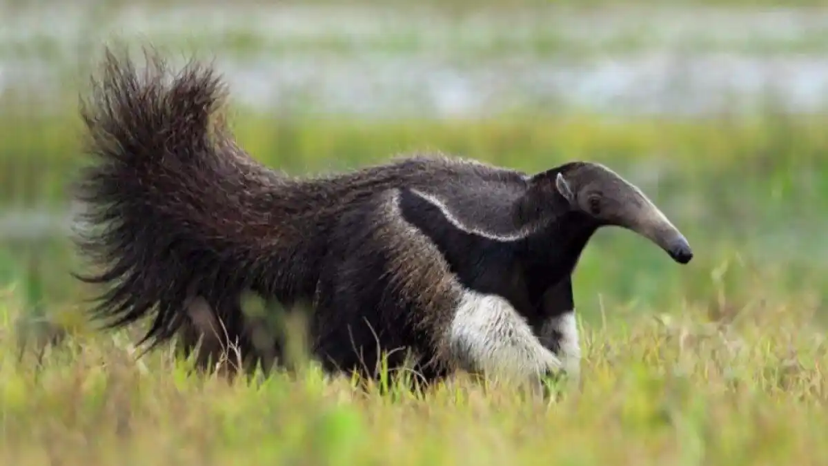 Preso hombre que mató un oso hormiguero en Valle del Cauca