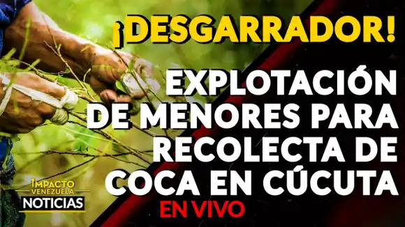 ¡INDIGNANTE! Alerta por alquiler de niños en Norte de Santander para colectar coca VIDEO – IMPACTO VENEZUELA