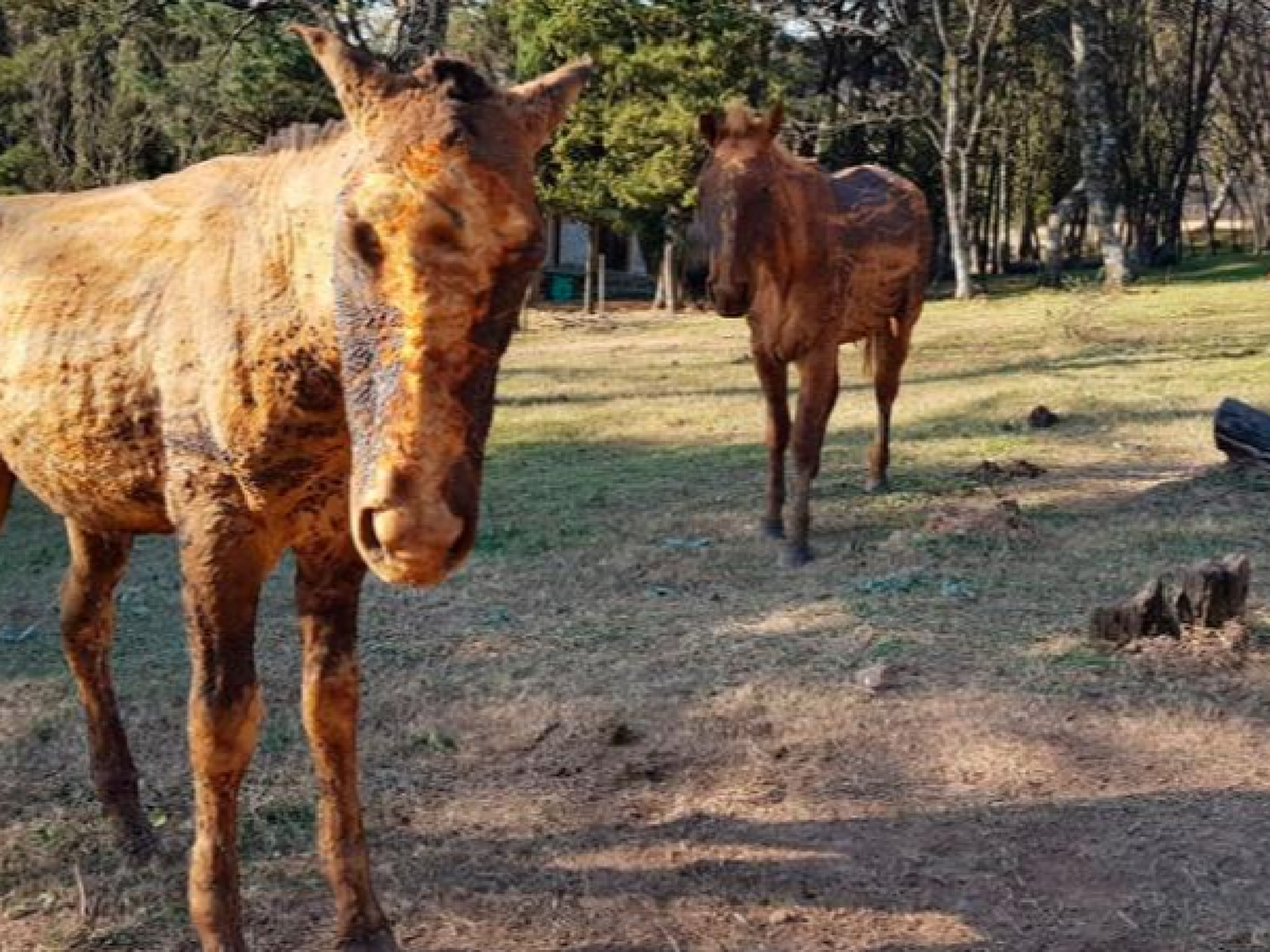 Caballos sufrieron graves quemaduras tras el incendio en las sierras de Córdoba