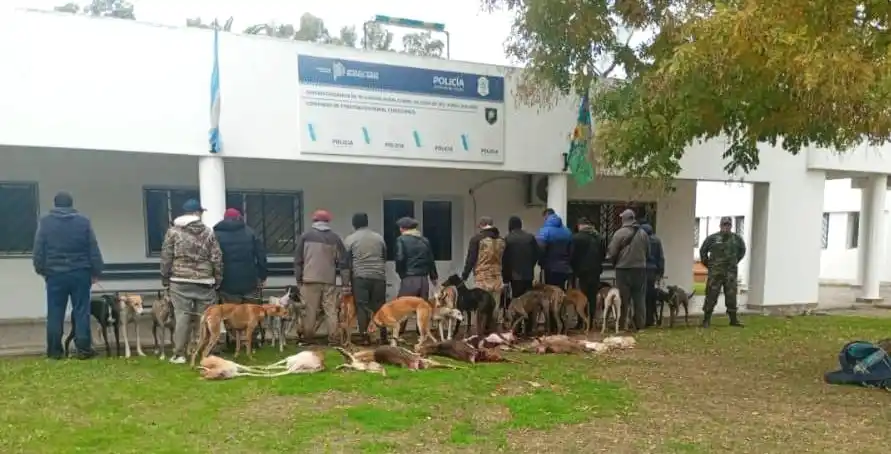 Golpe a la caza furtiva en Chascomús: secuestran 24 galgos y rescatan fauna protegida en el Cuartel X