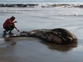 Hallaron un pez gigante en Chile