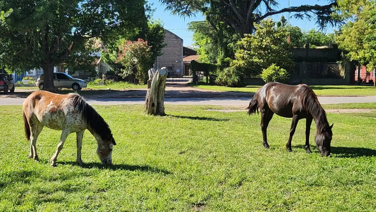 Caballos sueltos en la zona de la estación del ferrocarril