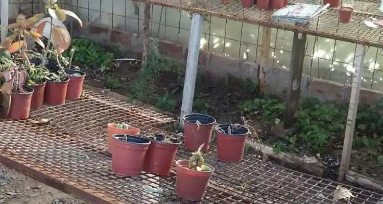 Robaron el Paseo de Cactus de Vuelta de Obligado y el dueño decidió cerrarlo