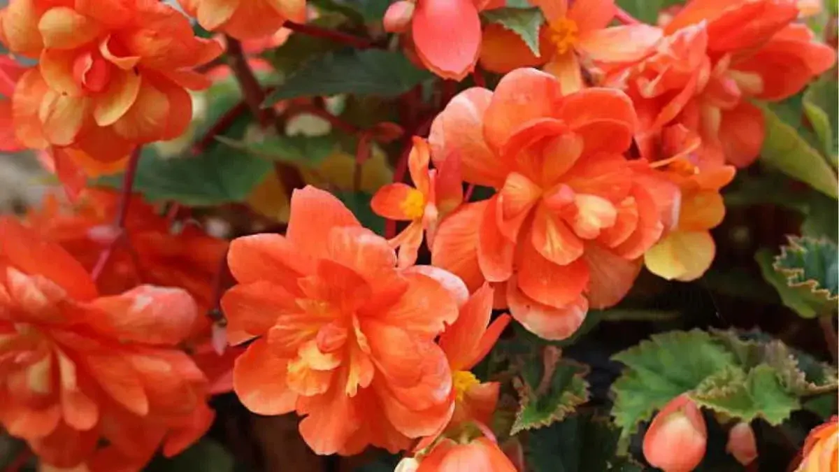 Cúal es la planta con flores que crece en maceta y necesita pocos cuidados