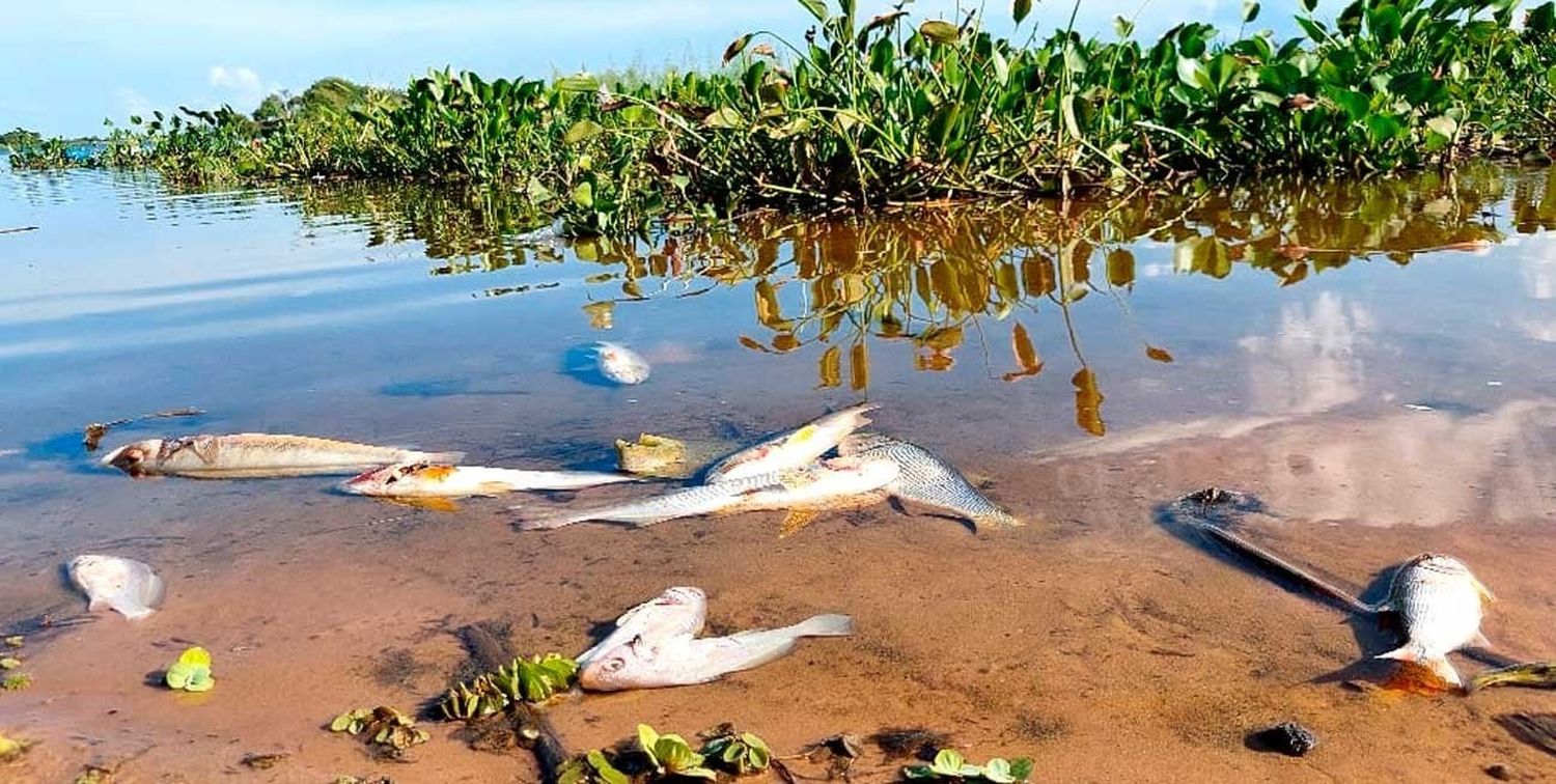 San Javier en alerta por la alta mortandad de peces