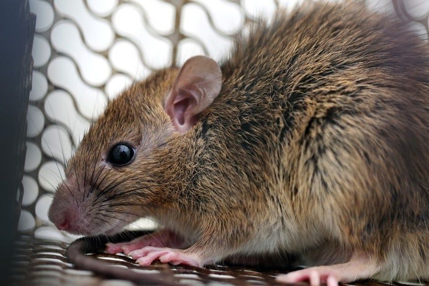 El Boletín Epidemiológico Nacional confirmó 23 casos