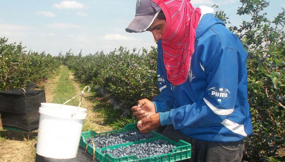Arándanos 12 mil puestos de trabajo en el NEA por el IFE