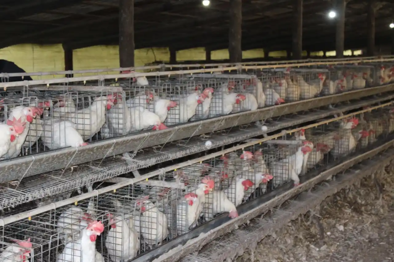 Píccoli: "En el campo hay que diversificar la producción para mantenerse en pié"