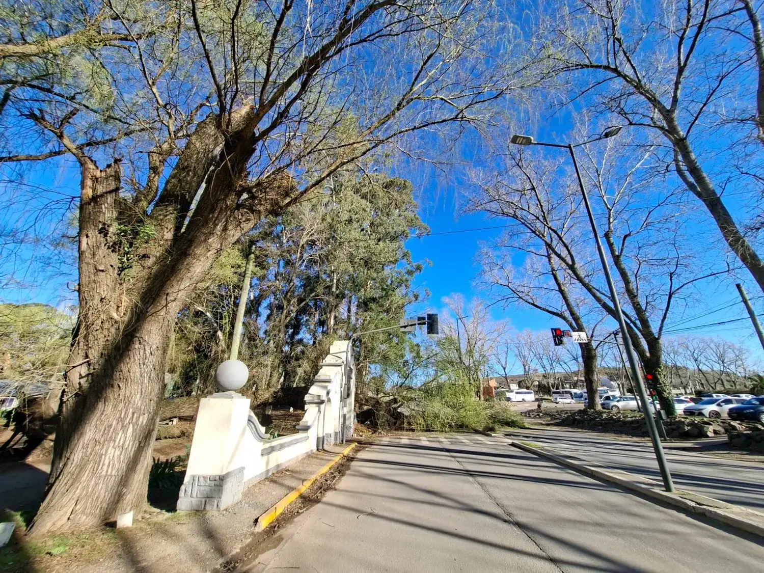 El ejemplar se desprendió desde su base y terminó tendido sobre uno de los senderos, alcanzando a obstruir el paso de manera parcial en la avenida Saavedra Lamas.
