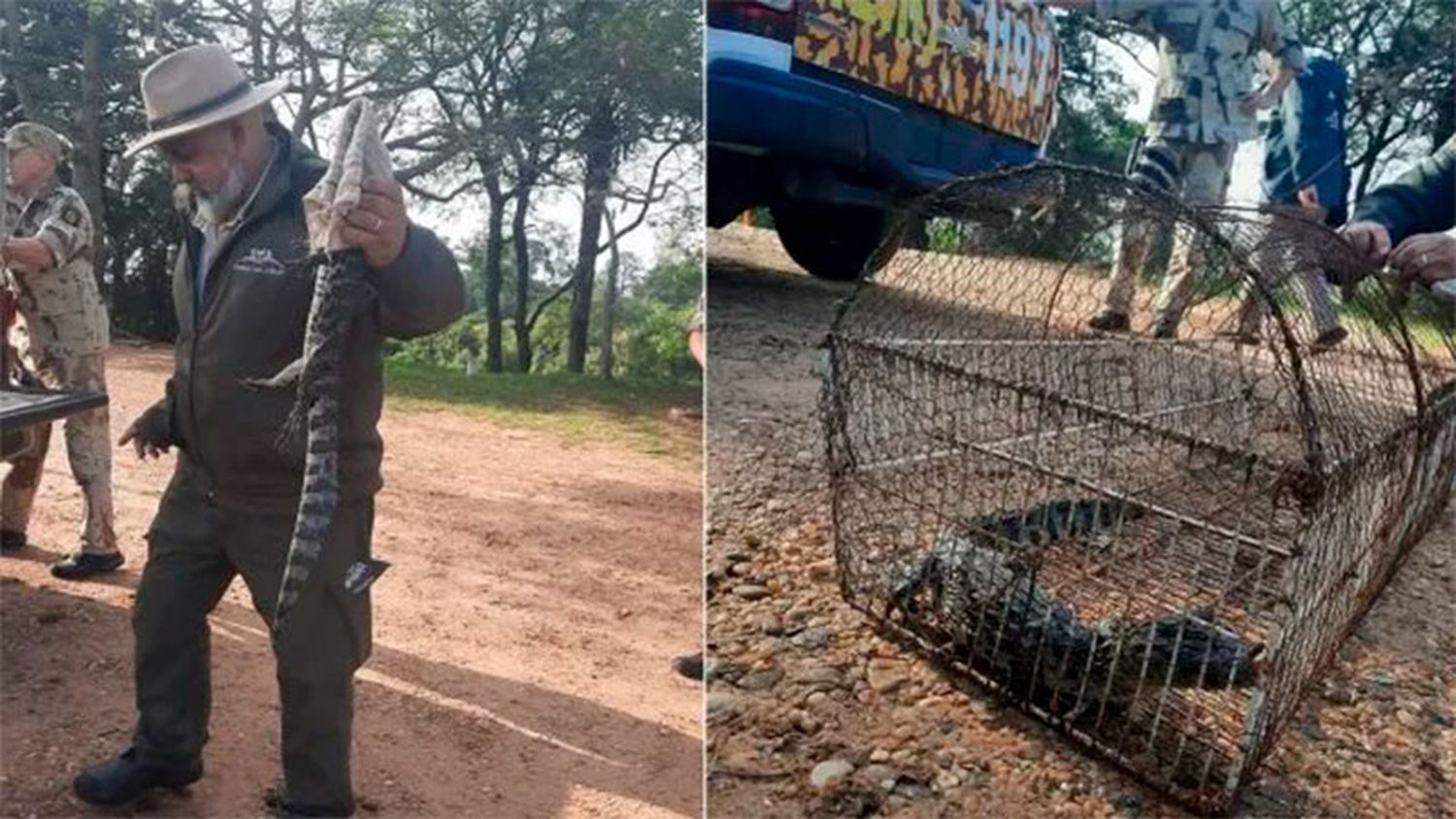 Encontraron un yacaré y luego lo liberaron en una reserva