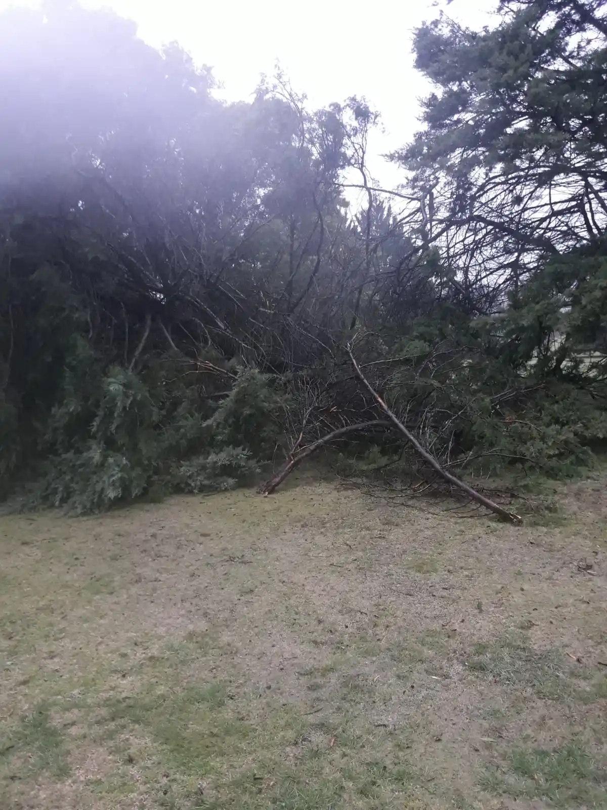 Los fuertes vientos derribaron 10 árboles en el Tandil Golf Club