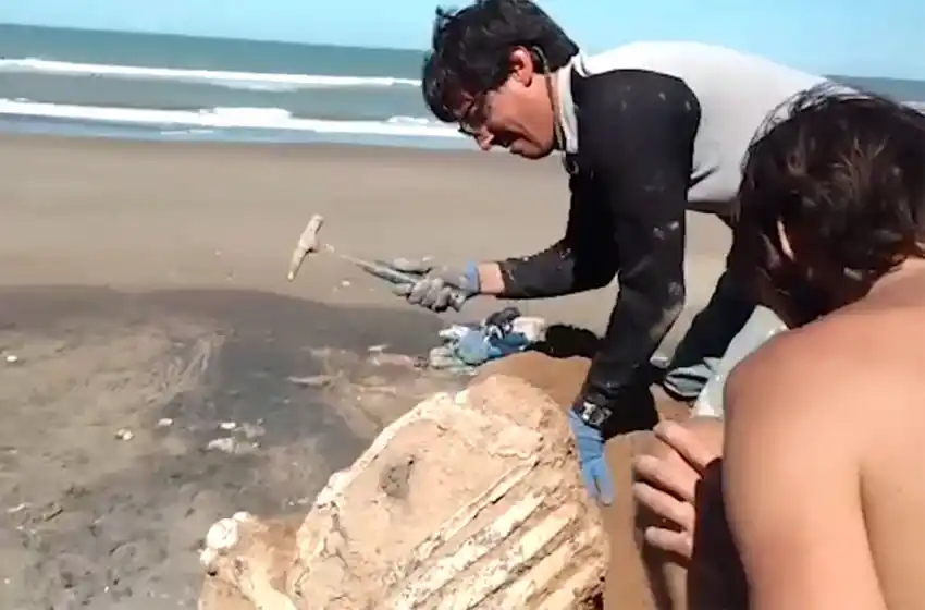 Hallaron restos de un perezoso terrestre gigante en Playa Serena