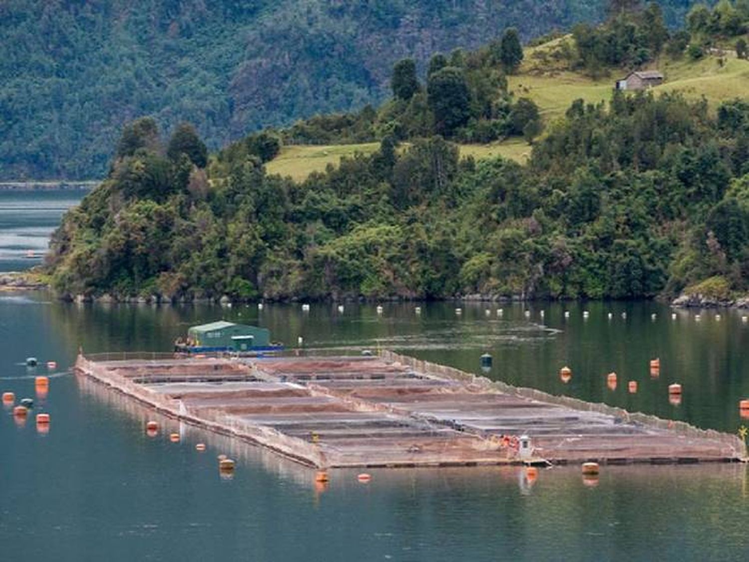 Tierra del Fuego aprobó una legislación pionera en el mundo al prohibir la cría de salmones