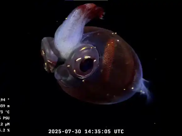 Expedición del CONICET en aguas marplatenses: "Encontramos varias especies que todavía no sabemos qué son"