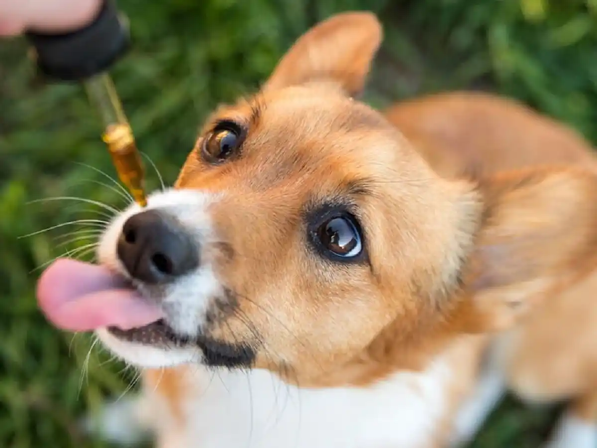 Crece el uso medicinal del cannabis en mascotas y piden su reglamentación