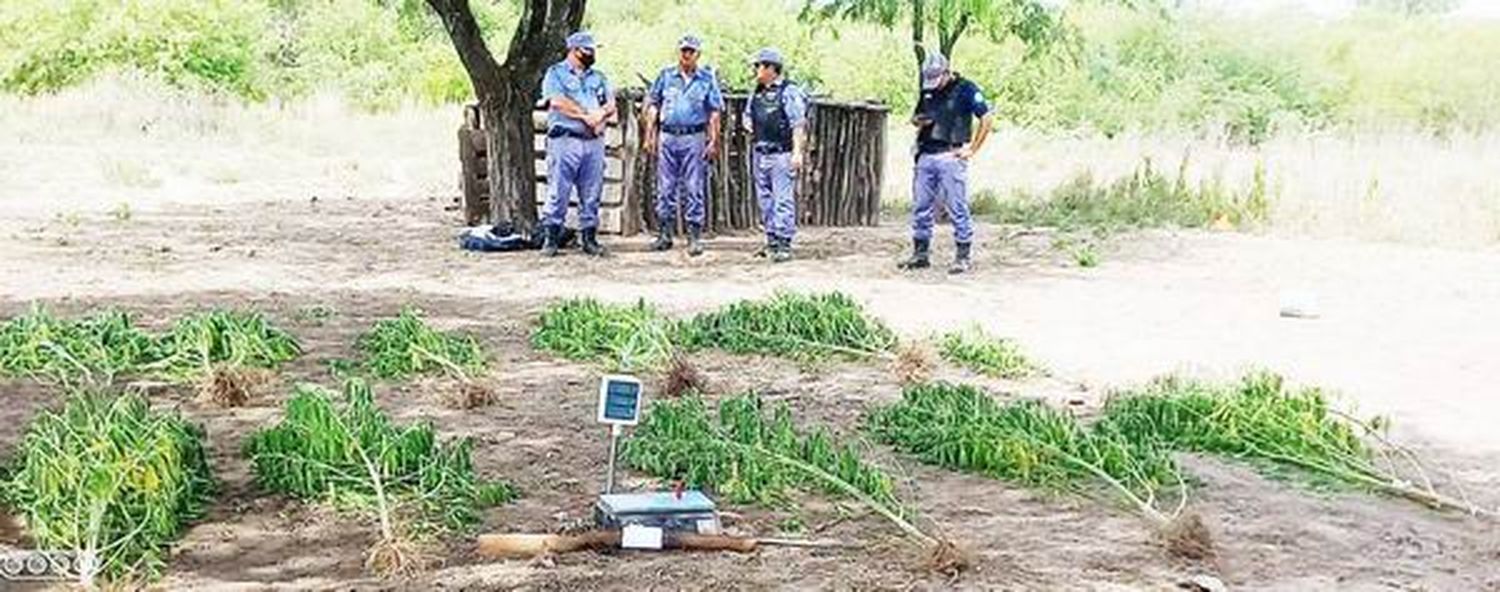 Tras allanamiento 26 plantas de marihuana 
fueron secuestradas en un campo ganadero