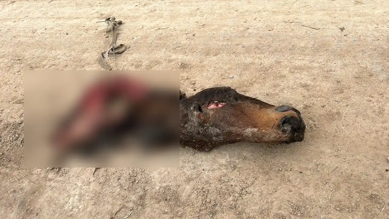 Caballo faenado próximo a El Rincón de los Gauchos