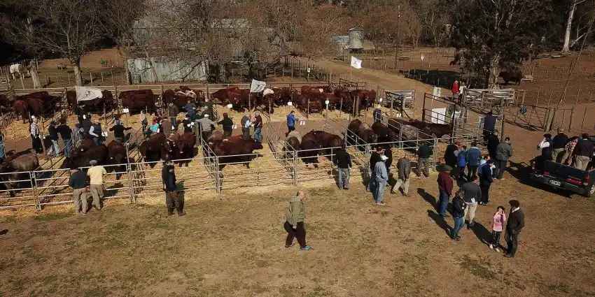 Los Plaul venden sus Shorthorn en Salliqueló