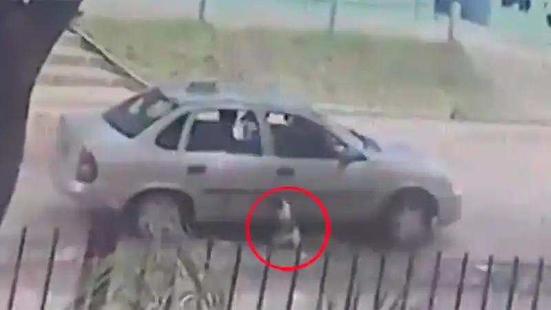 Criminal video: Remisero de Colón atropelló intencionalmente y reiteradas veces a una perra