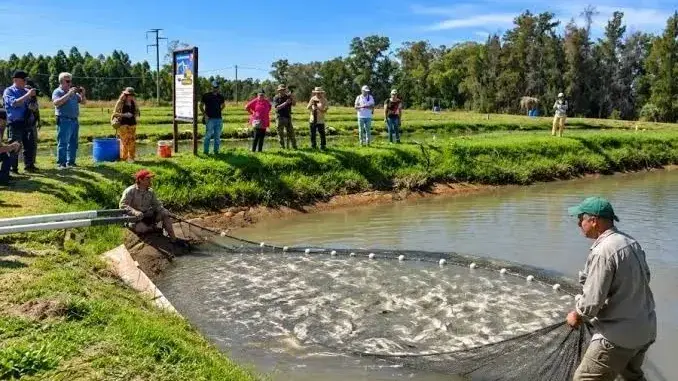 Productores y técnicos analizaron cómo hacer rentable el negocio del pescado