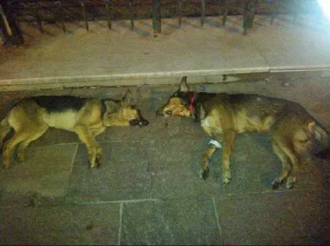 Luján: Denuncian envenenamiento de perros