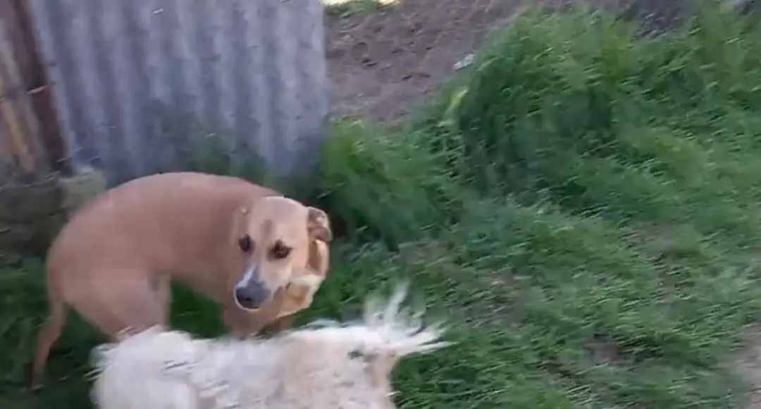 Perra perdida: dueños buscan a Bambi