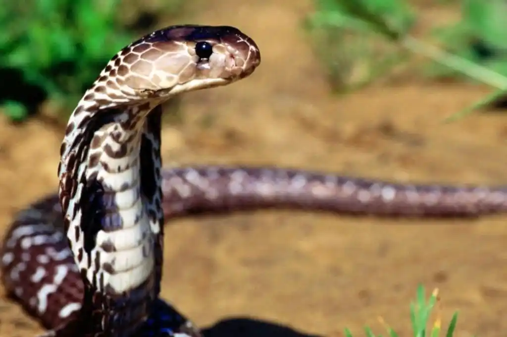 Insólito: un nene de 8 años mordió a una cobra que lo atacó, y la mató