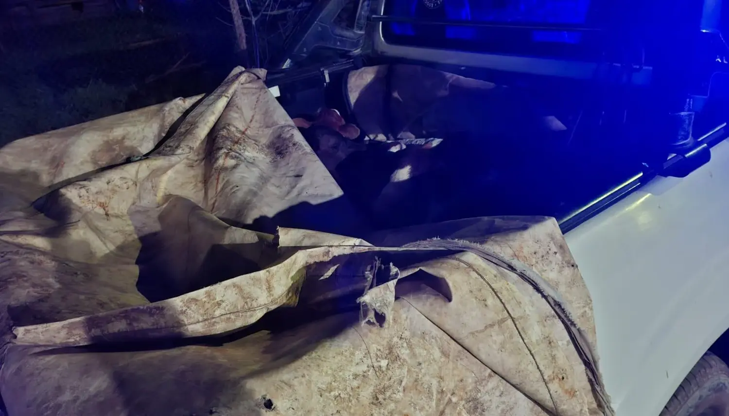 IDENTIFICARON A UN HOMBRE POR TRANSPORTAR GANADO SIN DOCUMENTACIÓN
