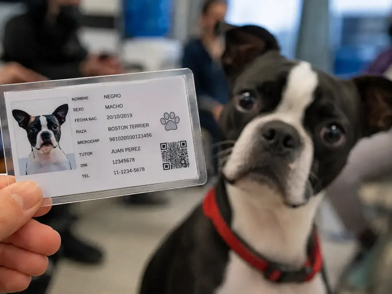 La iniciativa busca que cada animal pueda quedar asociado a una persona responsable.