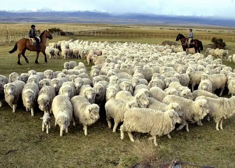 Roxana Reyes impulsa el dólar diferencial para la producción lanera