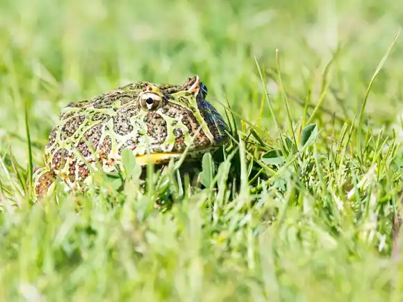 Cerca de 2 mil personas participaron del ciclo de Safaris de Fundación Vida Silvestre Argentina en 2025