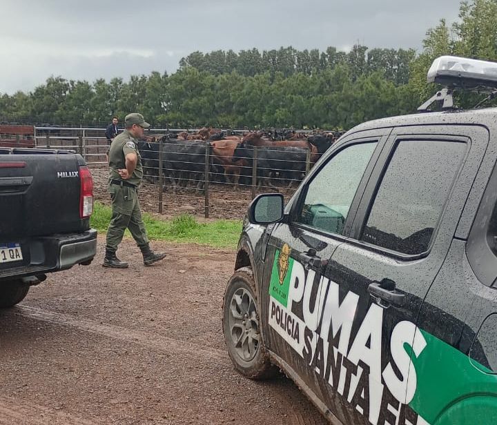 Recuperaron 161 animales robados en el sur santafesino tras una denuncia de un influencer rural