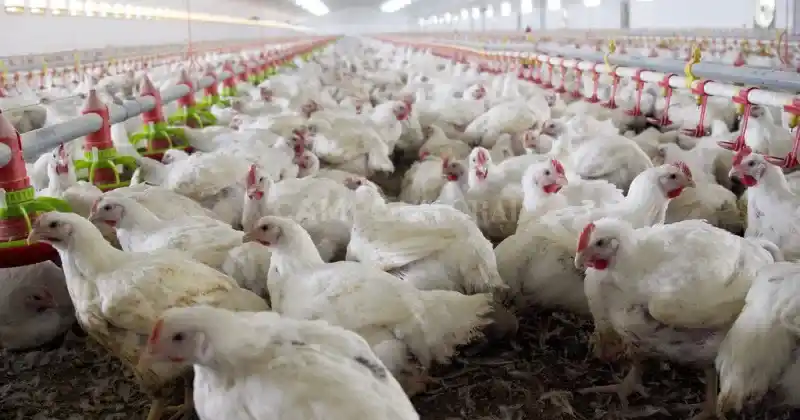 En el sector, las primeras reacciones tras la noticia son positivas, dado que el nuevo estatus ayudará a incrementar las exportaciones. Foto: Gentileza