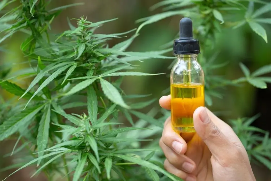 Cannabis medicinal