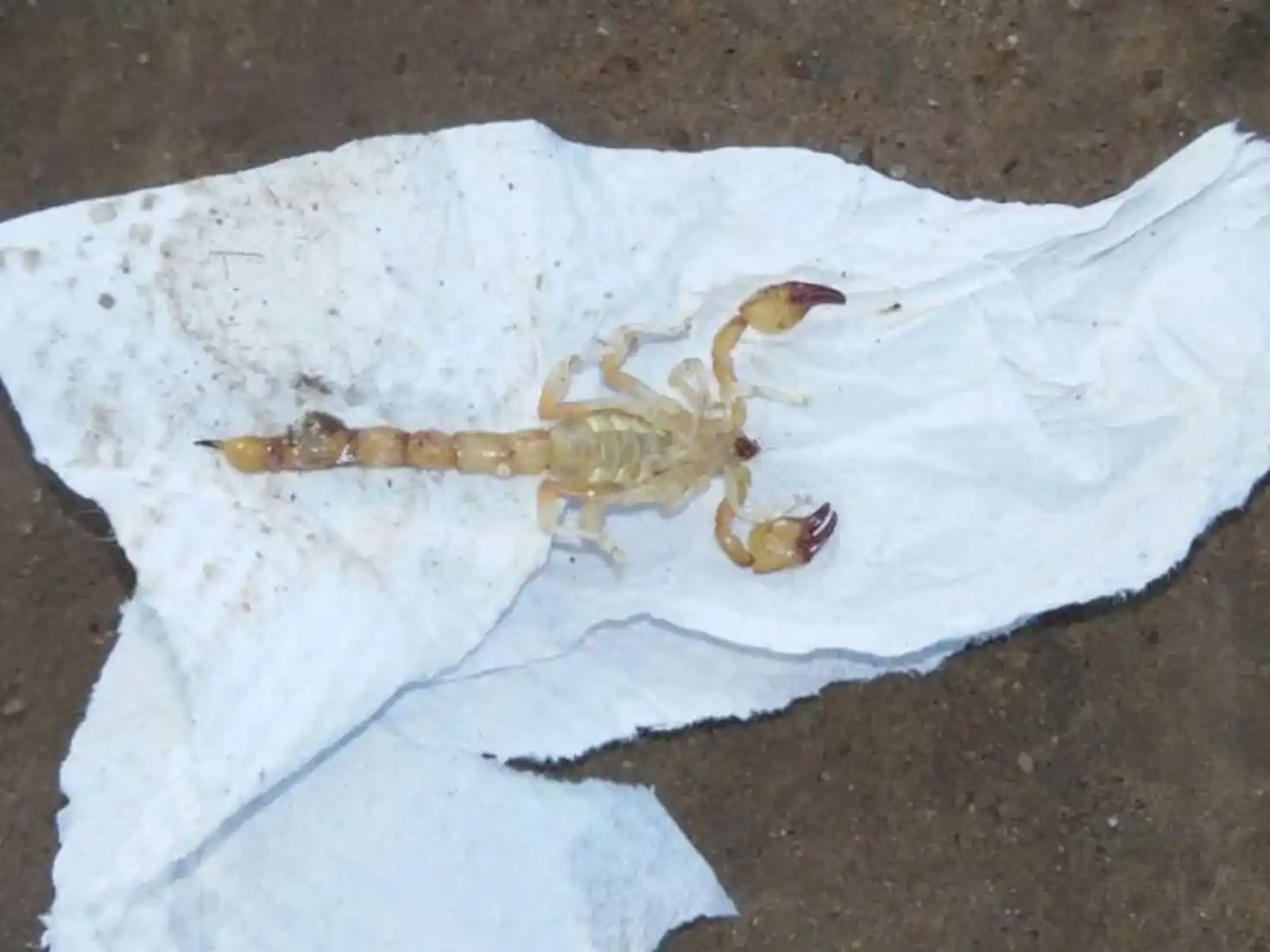 Sube la temperatura y aparecen los alacranes: ¿cómo prevenir picaduras y qué hacer si te pican?