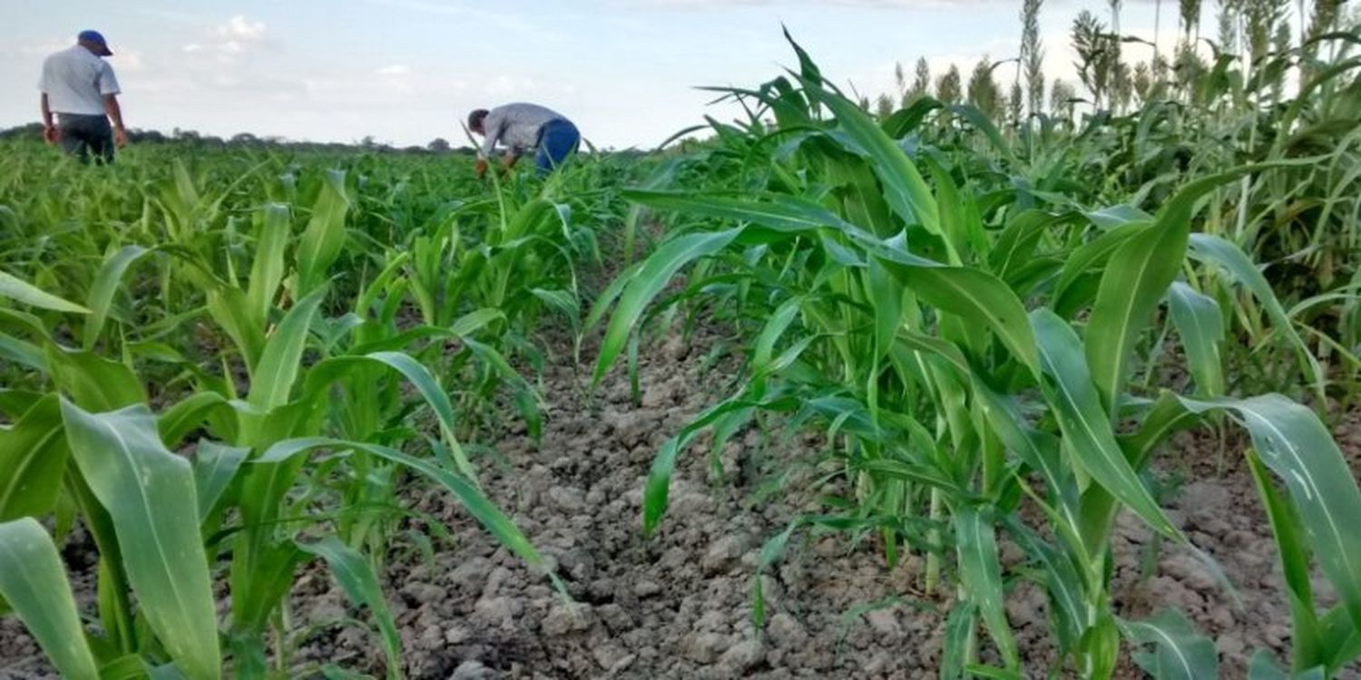 Miles de hectáreas de maíz en riesgo en Guárico por falta de fertilizantes