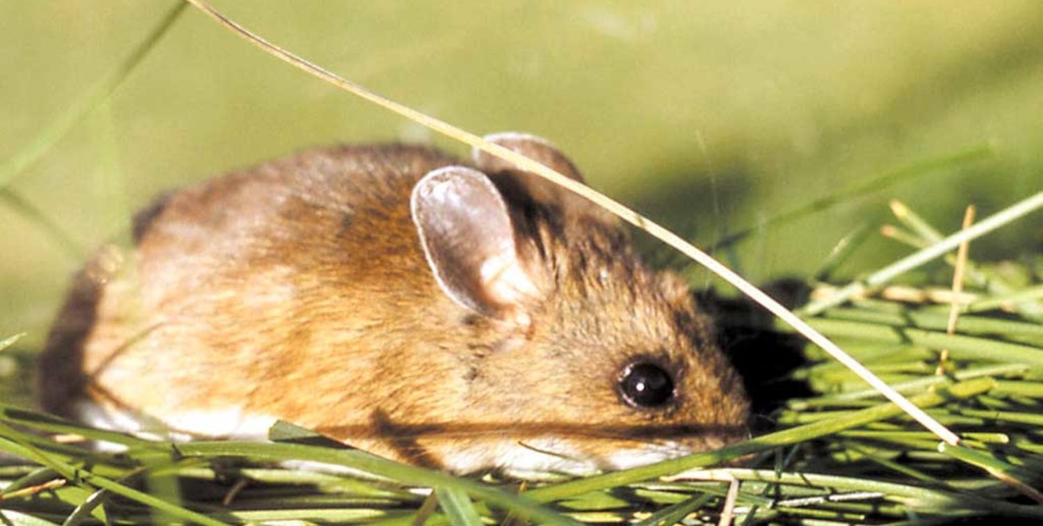 Reportaron un caso de leptospirosis en Reconquista