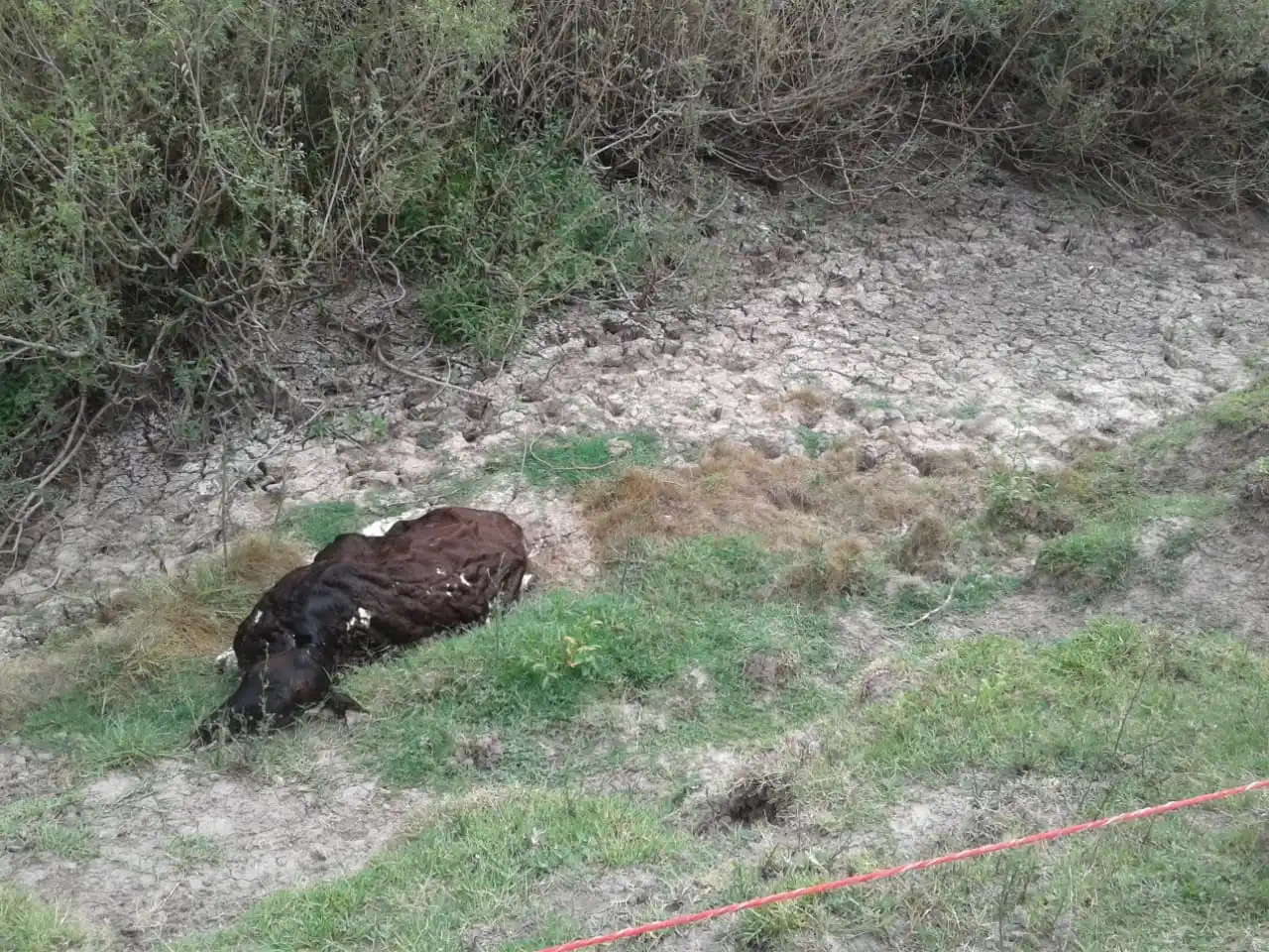 “Jamás vi que el arroyo estuviera seco”, contó el productor al que se le murieron 17 vacas por la sequía