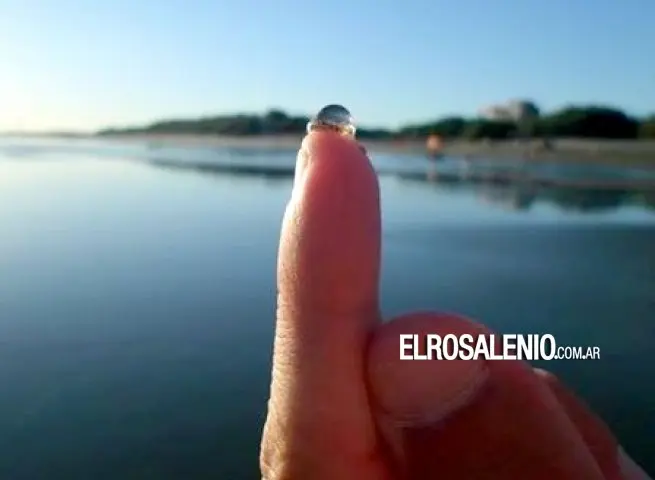 Punta Alta: Aparecieron micromedusas en Punta Ancla y Arroyo Pareja