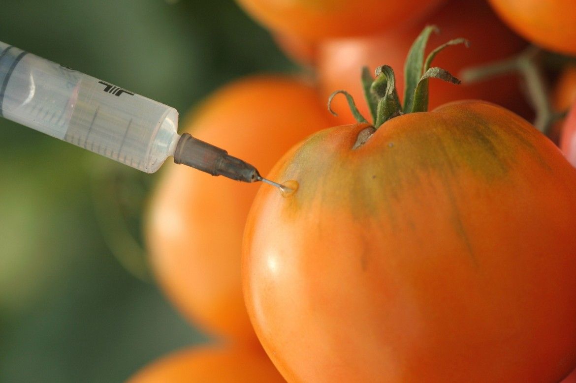 Transgénicos: no solo peligrosos para la salud