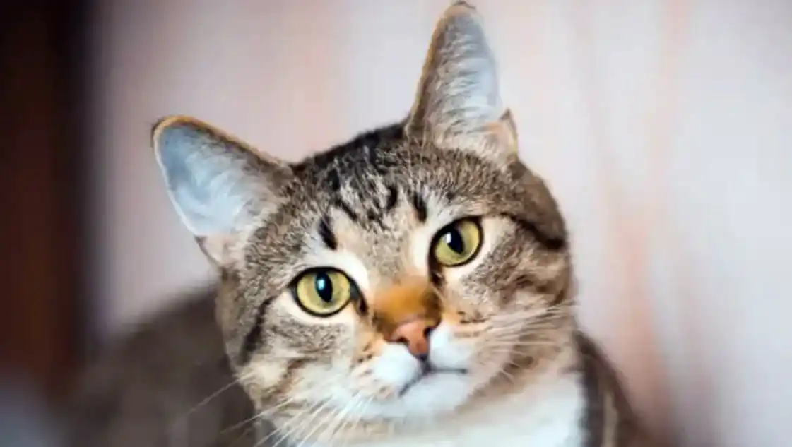 Por qué este 8 de agosto se celebra el Día Internacional del Gato