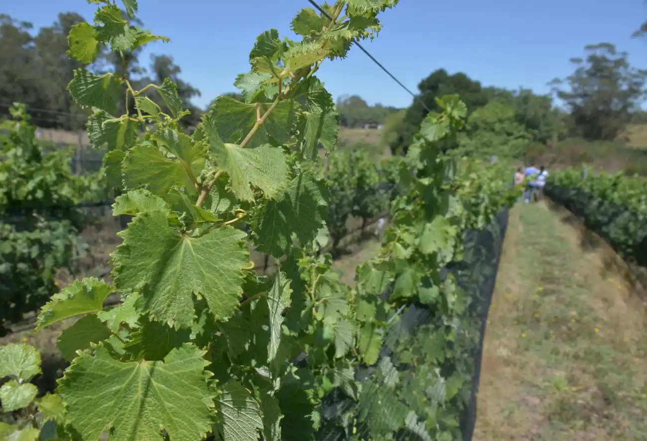 Comenzó el curso de vitivinicultura.